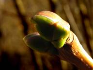 Bild: P2710