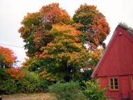 Trumpetarbost�llet