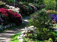 Rhododendrondalen