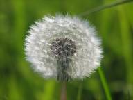 Bild: P0770