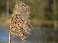 Bild: P1220