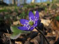 Bild: P1340