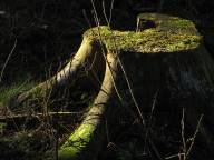 Bild: P1350