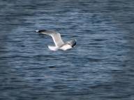 Bild: P1520