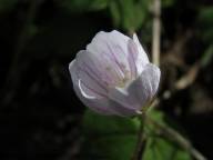 Harsyrans