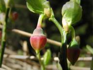 Bl�b�r